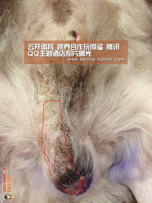 云开体育_跨界合作玩得溜 腾讯QQ主题酒